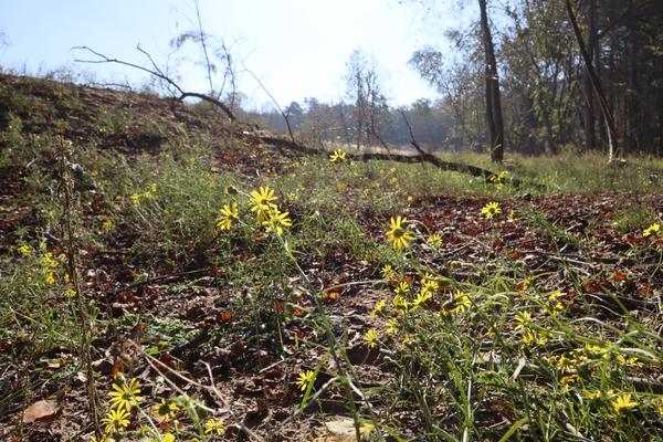 The photo captures a vibrant natural scene, with numerous yellow wildflowers blooming amidst a carpet of fallen brown leaves and green grass